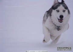 最耐用的狗！我想在雪中